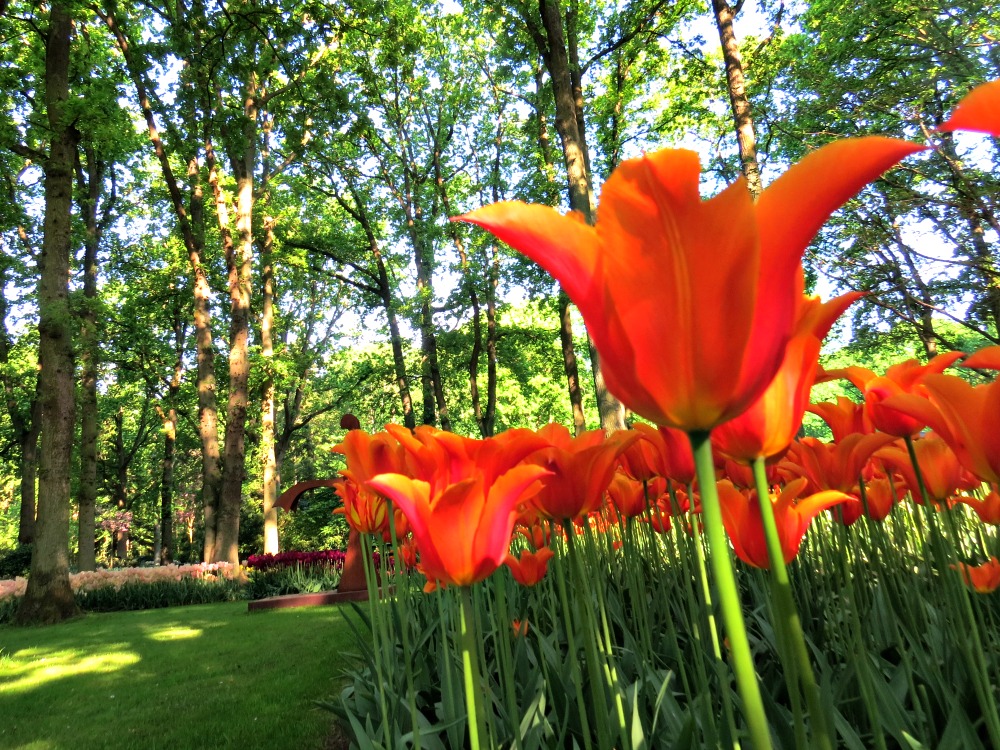 Origins and History of Floral Culture